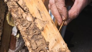 building inspections newcastle